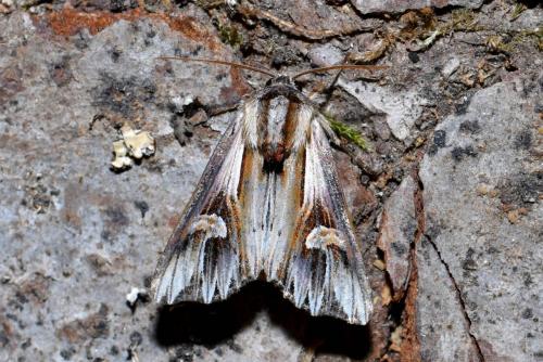 Actinotia polyodon
